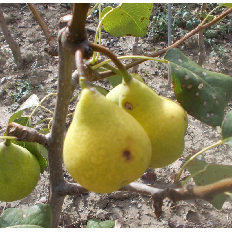 Poirier 'Blanquet de Saintonge'