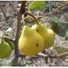 Poirier 'Blanquet de Saintonge'