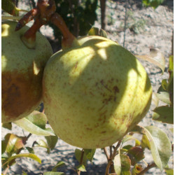 Poirier 'Archiduc Charles'