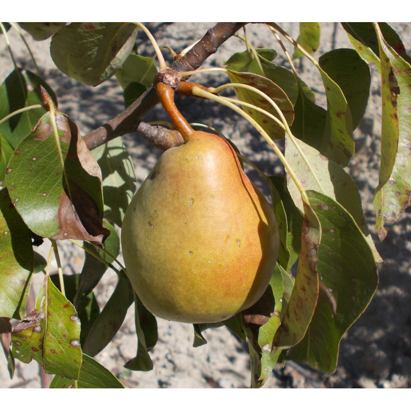 Poirier 'Cayuga'