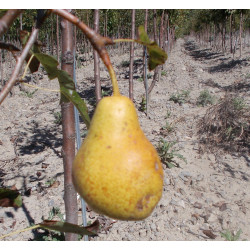 Poirier 'Gros-Rousselet'