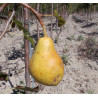 Poirier 'Gros-Rousselet'
