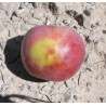 Pommier 'Framboise d'Holovous'