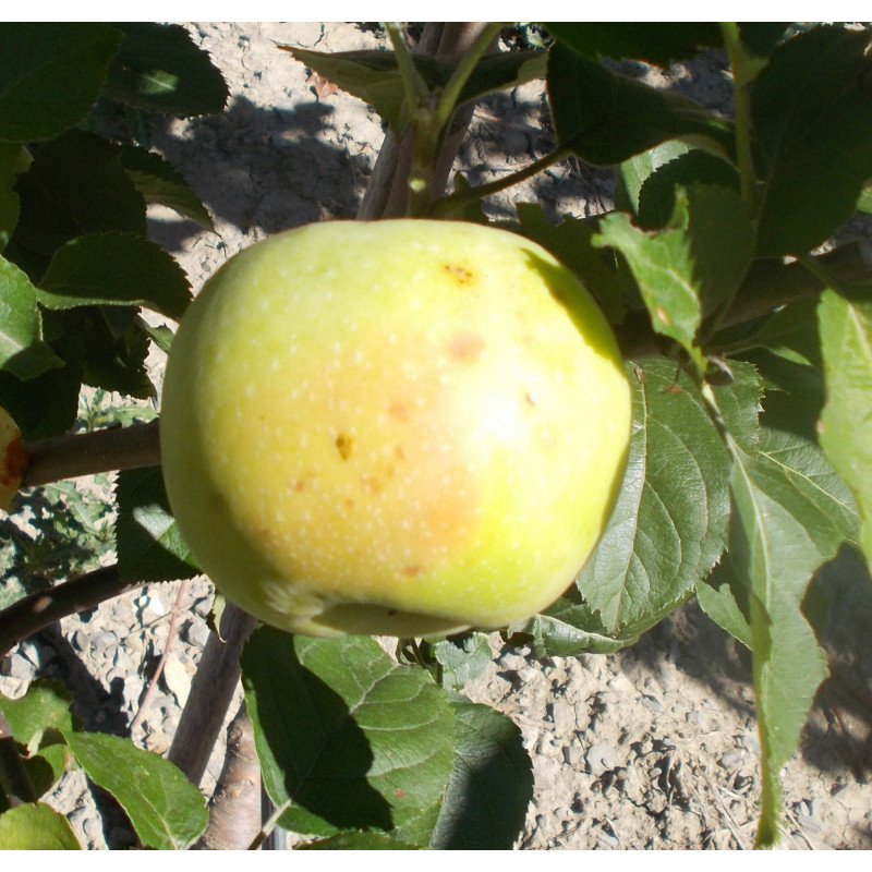 Pommier 'Isabelle Luizet'