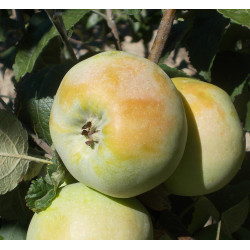 Pommier 'Calville de Neige'