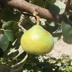 Poirier 'Blesson'