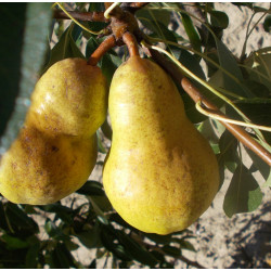 Poirier 'Madame Ernest Baltet'