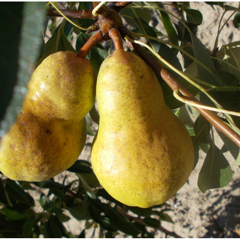 Poirier 'Madame Ernest Baltet'