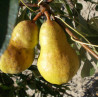 Poirier 'Madame Ernest Baltet'