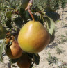 Poirier 'Merveille Ribet'