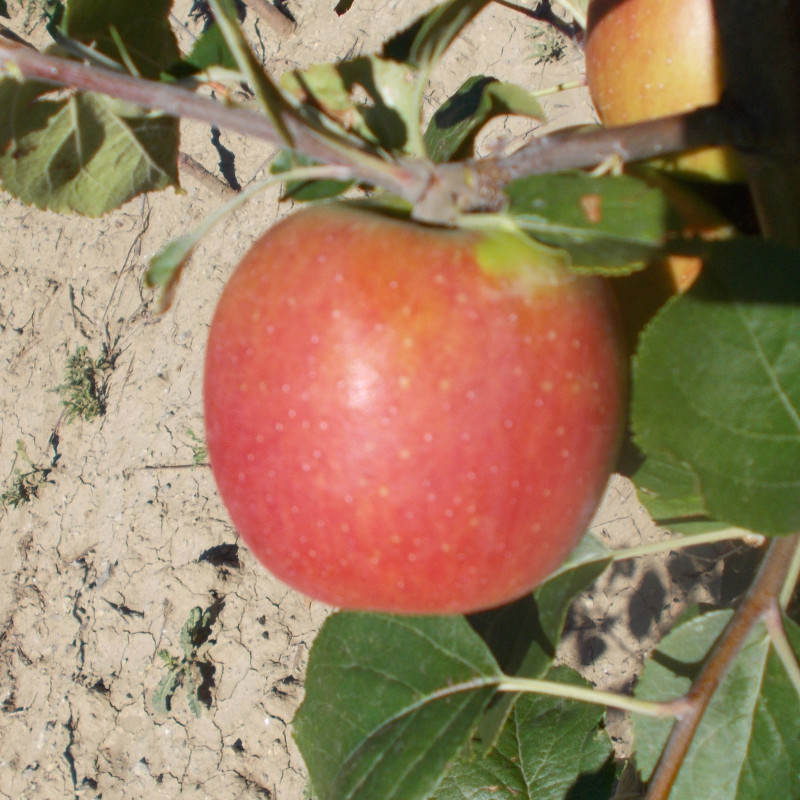Pommier 'Colapuy'