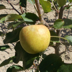 Pommier 'Marie-Madeleine'