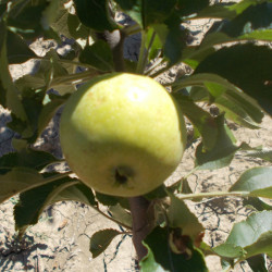 Pommier 'Nez Plat'