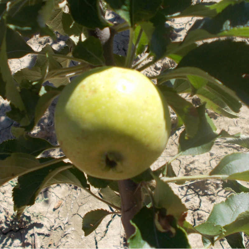 Pommier 'Nez Plat'