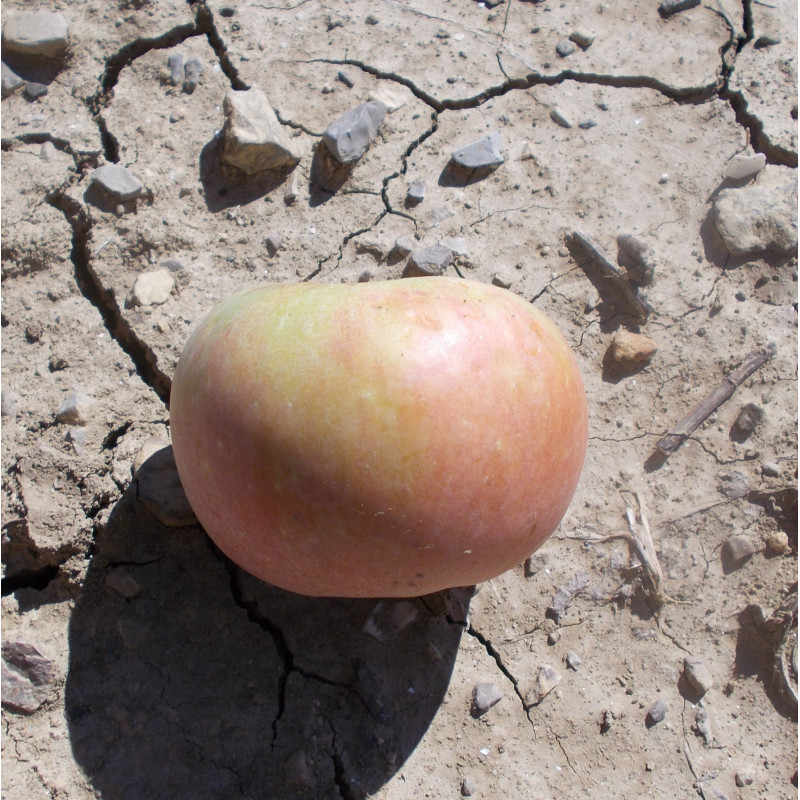 Pommier 'Barré'