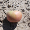 Pommier 'Barré'