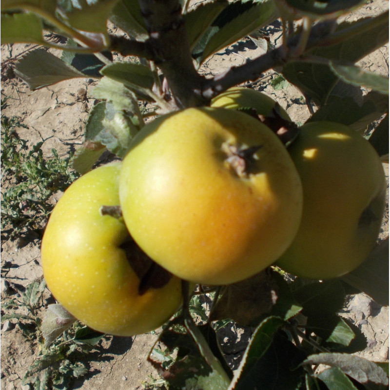 Pommier 'Reinette Dubuisson'