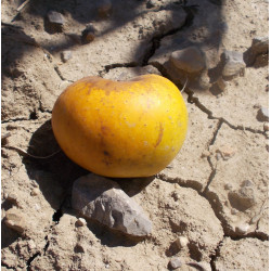 Pommier 'Reinette Jules...