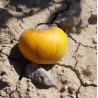 Pommier 'Reinette Jules Labitte'