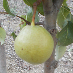 Poirier 'Lehou Grignon'