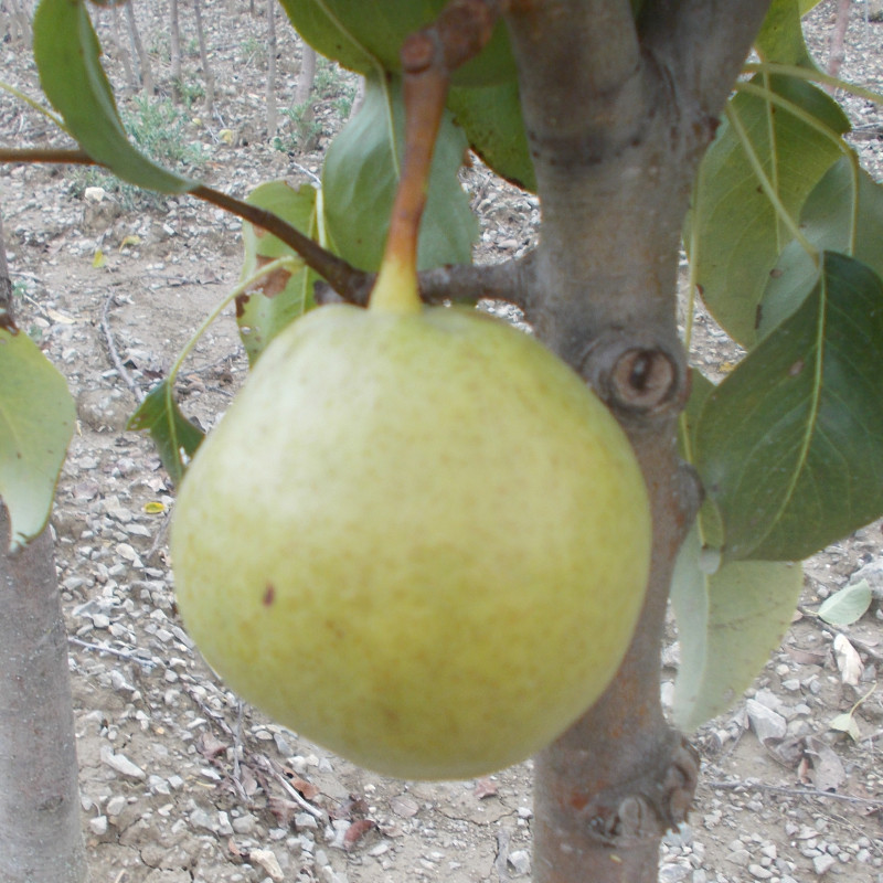 Poirier 'Lehou Grignon'