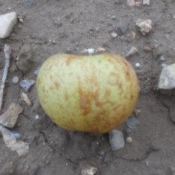 Pommier 'Reinette du Grand...