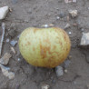 Pommier 'Reinette du Grand Faye'